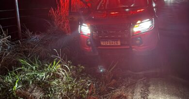 Piau: Avistamento de onça-pintada, ferida após possível atropelamento, mobiliza Corpo de Bombeiros na MG-353