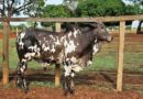 Produtores rurais se mobilizam e anunciam a 1ª Feira do Agronegócio em São João Nepomuceno