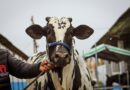 Primeira edição da Feira do Agronegócio reúne tradição, genética de ponta, negócios e grandes atrações em São João Nepomuceno