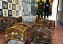 Tráfico de aves silvestres: operação da PCMG e PMMG apreende 65 aves em Rio Novo e cumpre mandados em Juiz de Fora e outras cidades da região