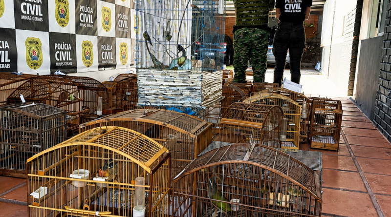 Tráfico de aves silvestres: operação da PCMG e PMMG apreende 65 aves em Rio Novo e cumpre mandados em Juiz de Fora e outras cidades da região