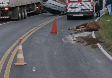Colisão com cavalo na BR-267 provoca capotamento e deixa trânsito lento entre Bicas e Guarará