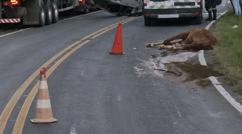 Colisão com cavalo na BR-267 provoca capotamento e deixa trânsito lento entre Bicas e Guarará