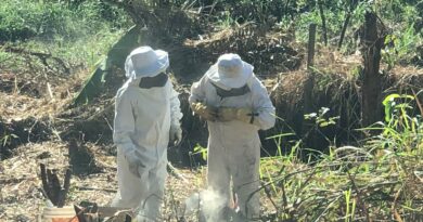 Defesa Civil reforça ações de prevenção em São João Nepomuceno com resgate de enxame de abelhas e eliminação de riscos provocados por árvores à rede elétrica