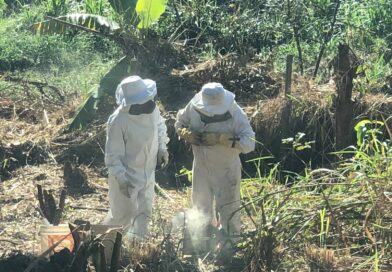 Defesa Civil reforça ações de prevenção em São João Nepomuceno com resgate de enxame de abelhas e eliminação de riscos provocados por árvores à rede elétrica